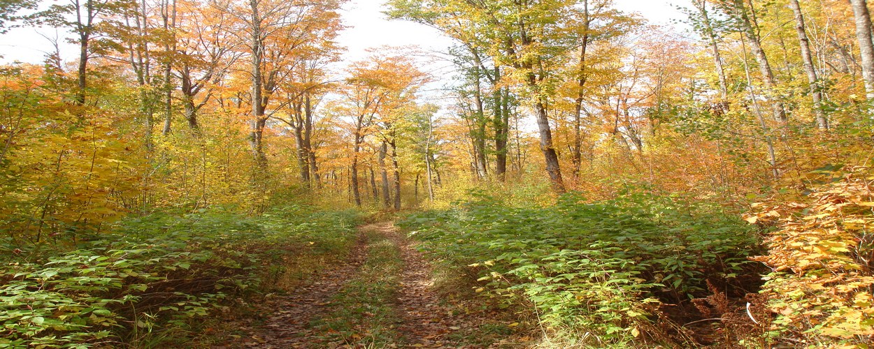 Great Trails In Featherstone Area